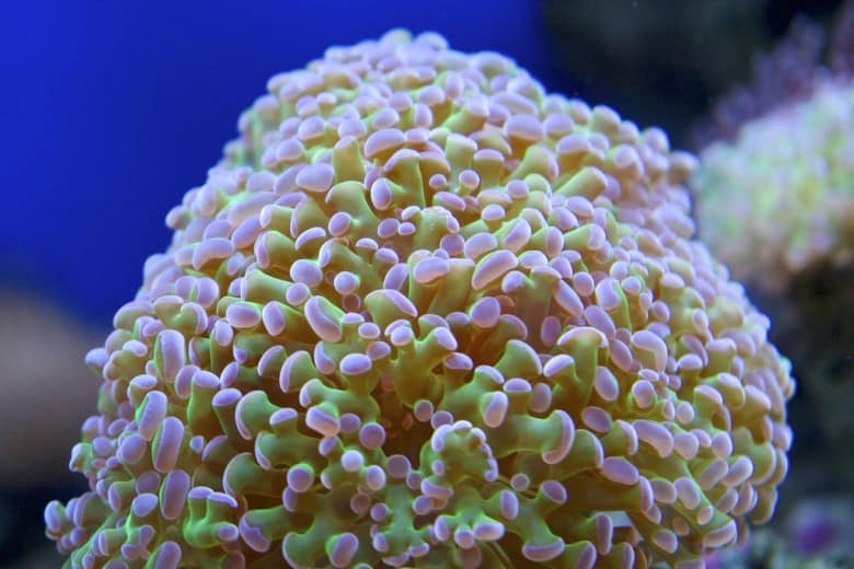 LPS CORALS – Exotic Aquarium World
