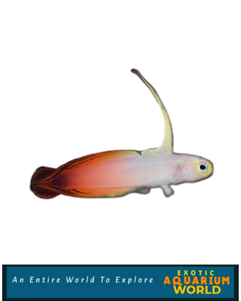 Firefish (Nemateleotris magnifica)