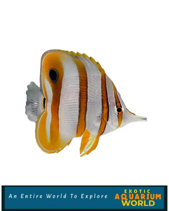 Copperband Butterflyfish (Chelmon rostratus)