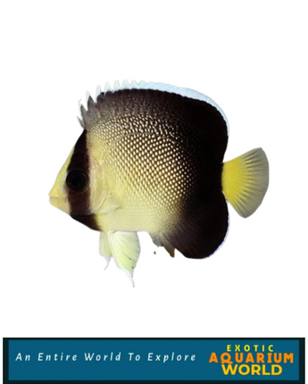 Cream Angelfish (Apolemichthys xanthurus)