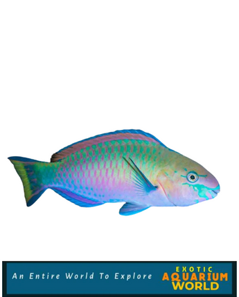 Quoyi Parrotfish (Scarus quoyi)