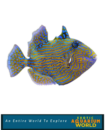 Bluelined Trigger fish (Pseudobalistes fuscus)