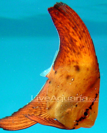 PLATAX OBICULARIS (Orbiculate Batfish)