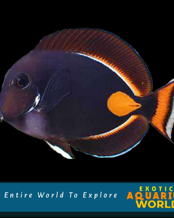 Achilles Tang EXPERT ONLY (Acanthurus achilles) Livestock fish 399 Exotic Aquarium World