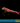 Scarlet Skunk Cleaner Shrimp (Lysmata amboinensis)
