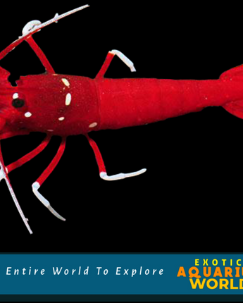 Blood Red Fire Shrimp (Lysmata debelius)