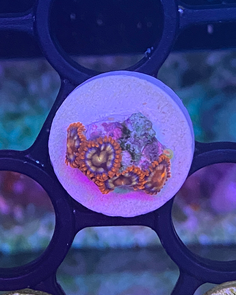 Fire and Ice Zoa Morph