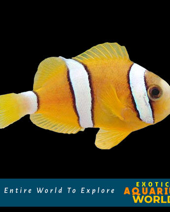 Clarkii Clownfish  (Amphiprion clarkii)