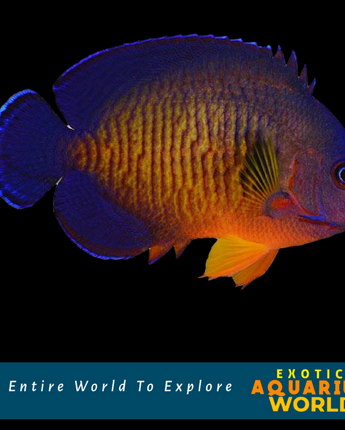Coral Beauty Angelfish (Centropyge bispinosa)
