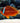 Fiji Barberi Clownfish (Amphiprion barberi)