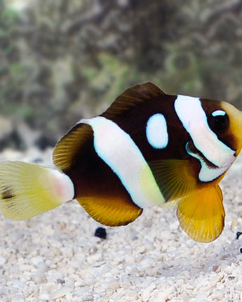 Galaxy Clarkii Clownfish, Captive-Bred (Amphiprion clarkii)