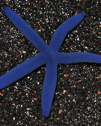 Linckia Sea Star, Blue EXPERT ONLY (Linckia laevigata)