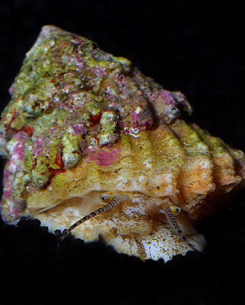Astraea Turbo Snail (Astraea tecta)