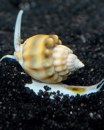 Super Tongan Nassarius Snail (Nassarius sp.)