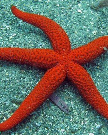 Linckia Sea Star, Red (Linckia sp.)