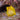 Boxfish