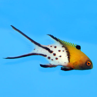 Hogfish