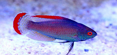 Wrasse