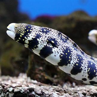 Eels