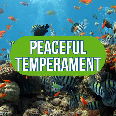 Peaceful temperament
