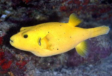 Pufferfish