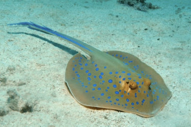 Stingrays
