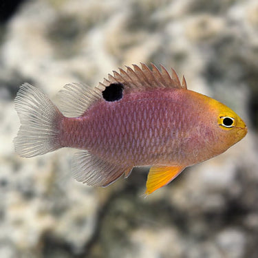 Damselfish