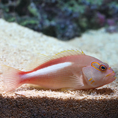 Hawkfish