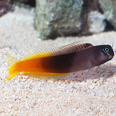 Blennies