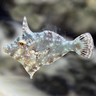 Filefish
