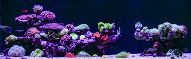 Nano Savings Now!