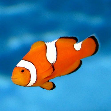 Clownfish