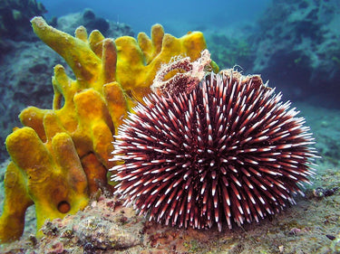 Urchins