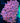 Pink Goniopora Colony