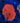 Orange Blastomussa WYSIWYG