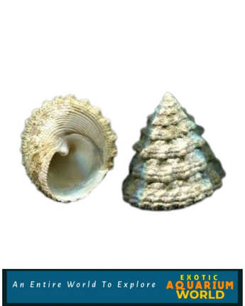 Turban Snail (Tectus fenestratus)