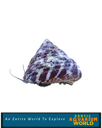 Banded Trochus Snail (Trochus sp.)