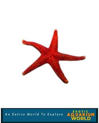 Red Sea Star (Fromia milleporella)
