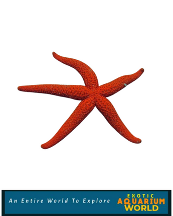 Linckia Sea Star, Red (Linckia sp.)