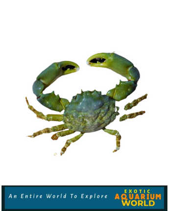 Emerald Crab (Mithraculus sculptus)