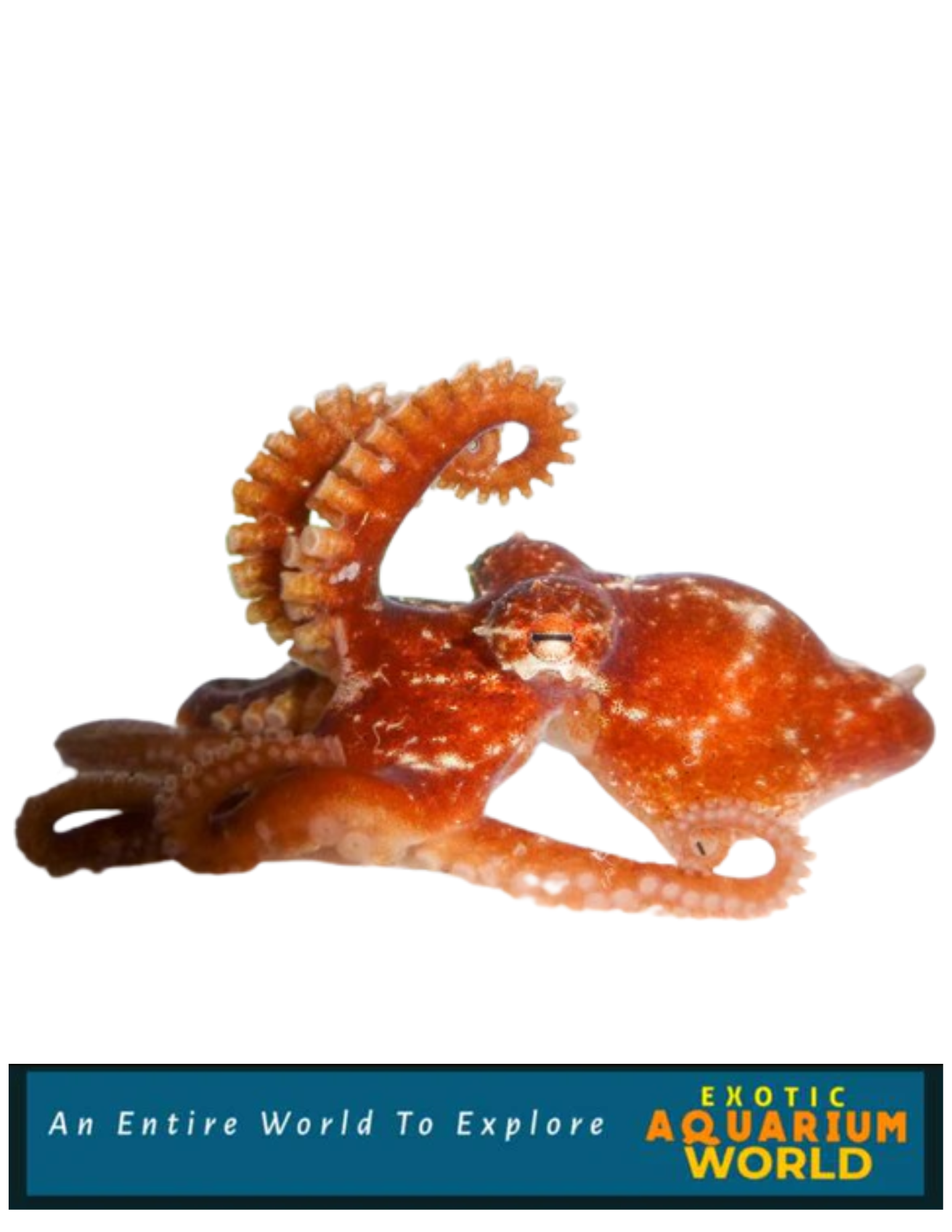 Atlantic Pygmy Octopus EXPERT ONLY Exotic Aquarium World