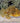 Sargassum Anglerfish