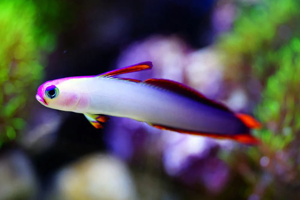 Lilac Fish Purple Firefish (Nemateleotris magnifica) – Exotic Aquarium World