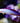 Purple Firefish (Nemateleotris magnifica)