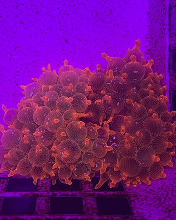 Rose Bubble Tip Anemone