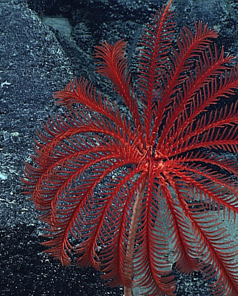 Red Sea Lilies
