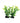 Underwater Treasures Green Ludwigia (2 Pod) - 3"