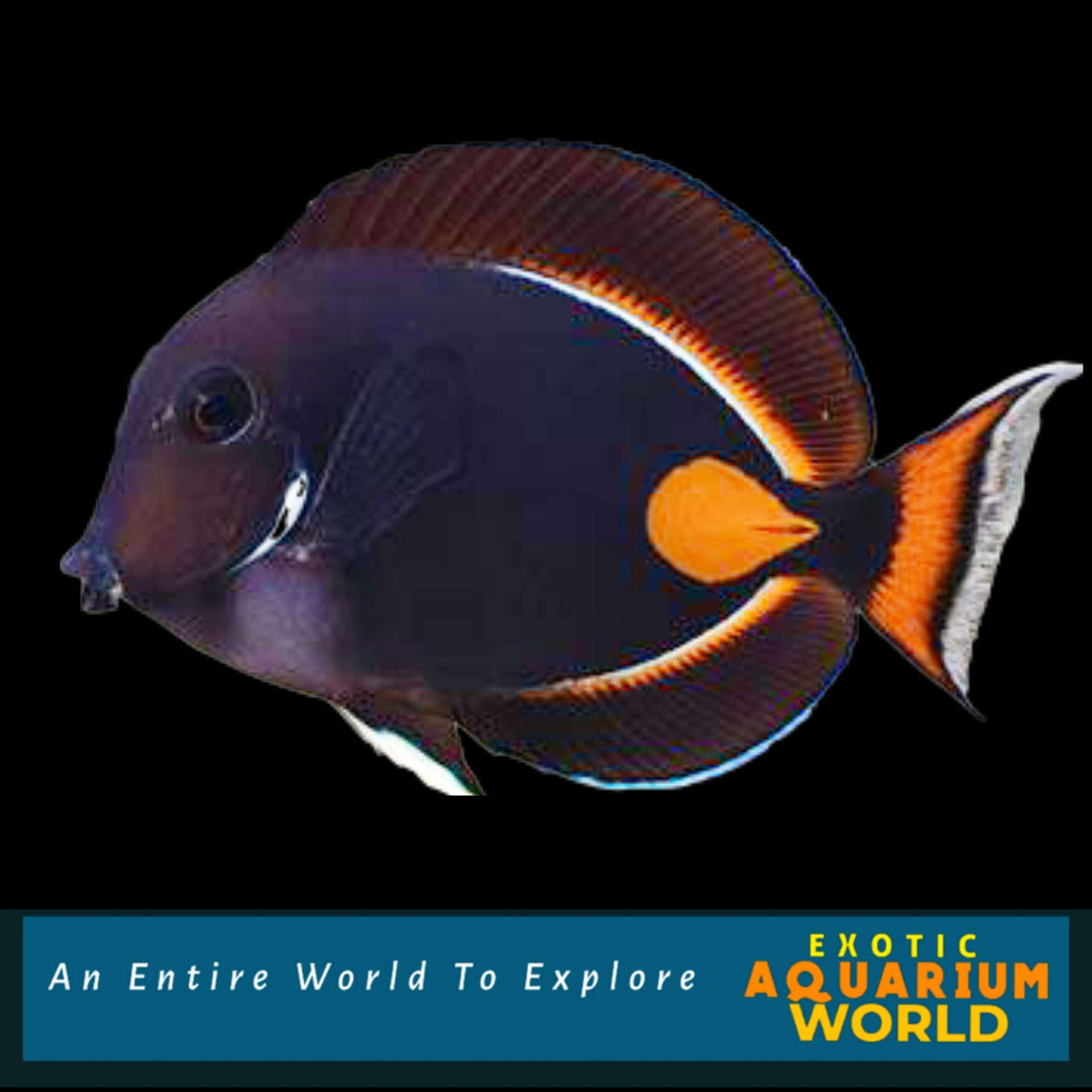 Achilles Tang EXPERT ONLY (Acanthurus achilles) – Exotic Aquarium World