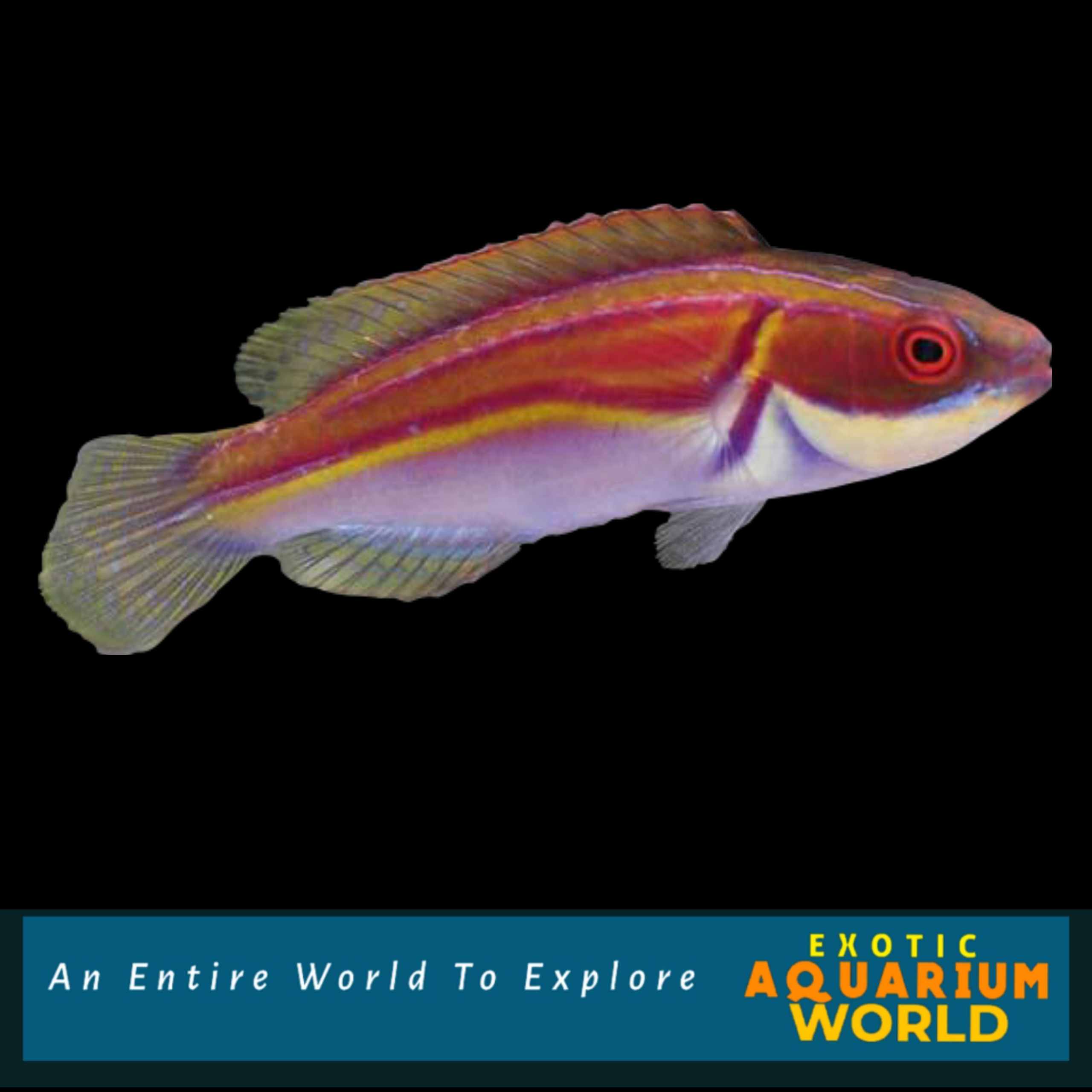 Labout's Fairy Wrasse (Cirrhilabrus laboutei) – Exotic Aquarium World
