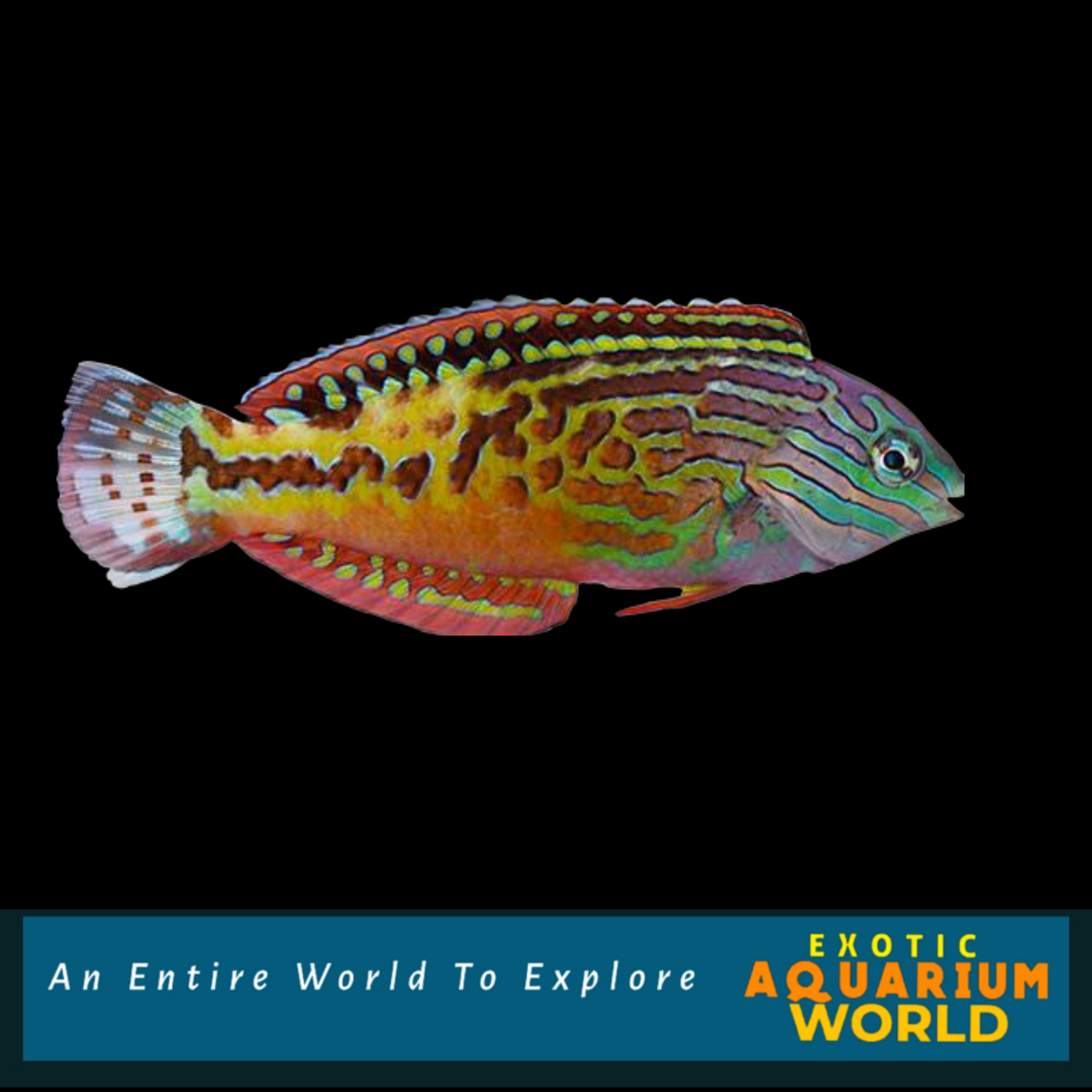 Blue star leopard deals wrasse care